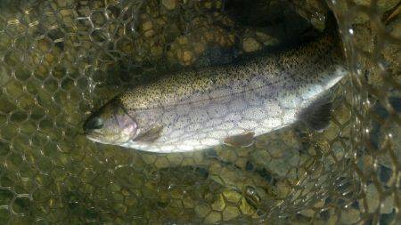 ルアーでニジマス釣り