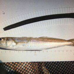 久々の神戸沖防波堤