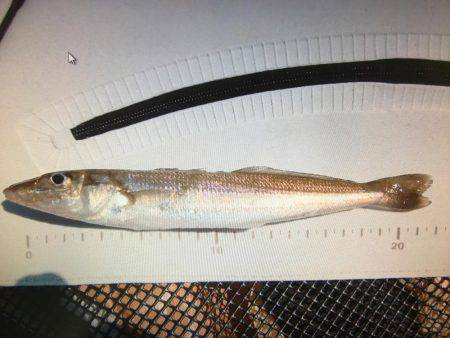 久々の神戸沖防波堤