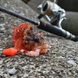 新井堤防テトラ穴釣り。