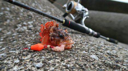 新井堤防テトラ穴釣り。