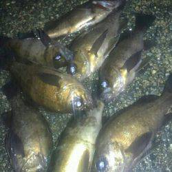 またまた濃霧メバリング