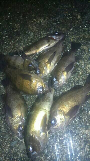 またまた濃霧メバリング