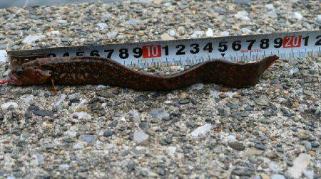 福浦岸壁でブラクリ穴釣り