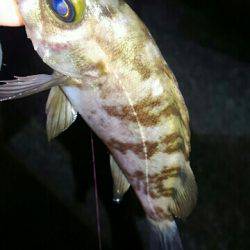 悶絶メバリング