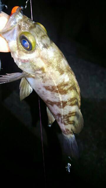 悶絶メバリング