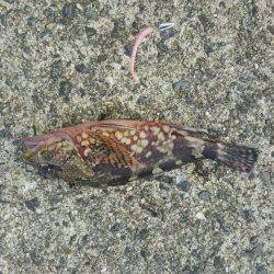 メバルとガシラ