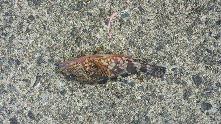 メバルとガシラ