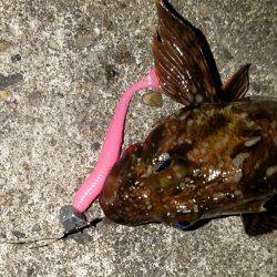 バチシー開催??