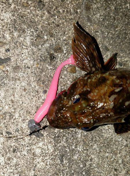 バチシー開催??