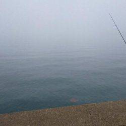 癒しのコウちゃん