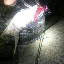 久びさのチニング♪