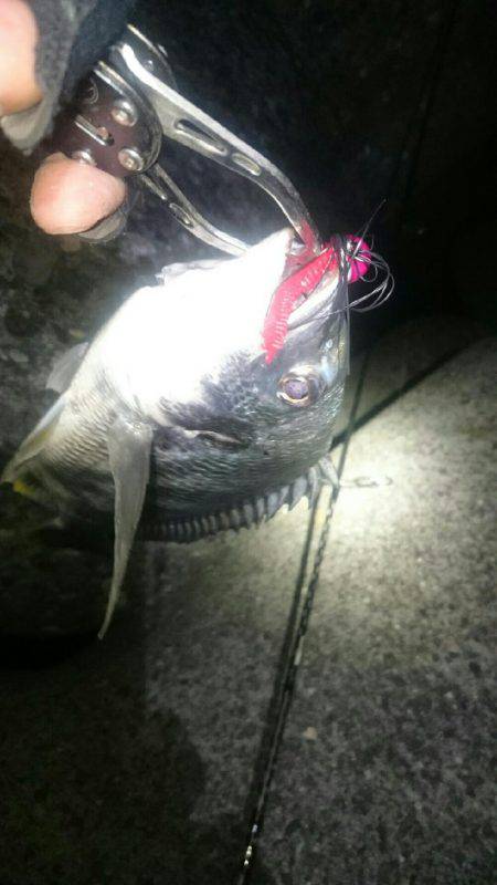 久びさのチニング♪