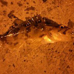 大阪南をランガン