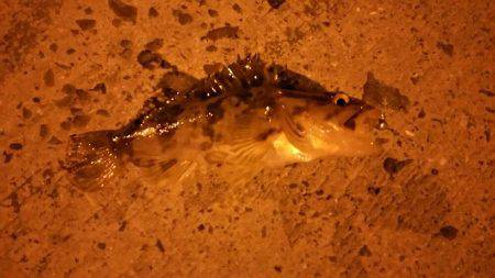 大阪南をランガン