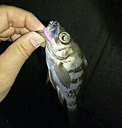 メバリング、嬉しいゲストが!