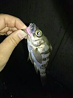 メバリング、嬉しいゲストが！