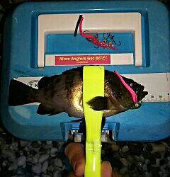 やっとメバルがスタート！