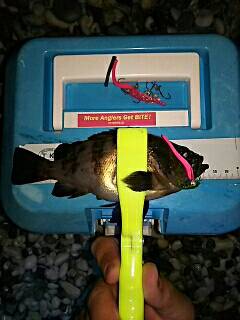 やっとメバルがスタート！