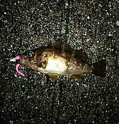 シャローのメバル