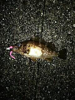 シャローのメバル