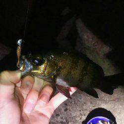 2週間メバリング