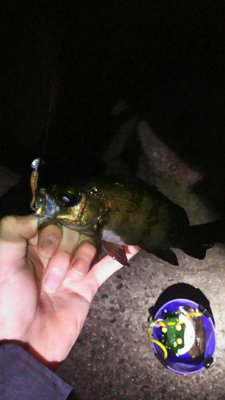 2週間メバリング