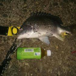 渋いぜチニング。