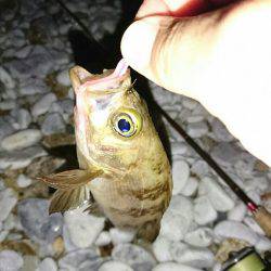 ゴロタ浜のメバル