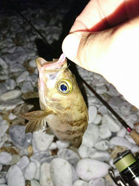 ゴロタ浜のメバル