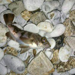 数は、釣れます