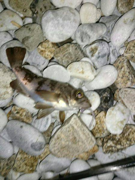 数は、釣れます