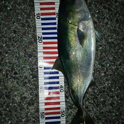 春のメバル祭り開催！