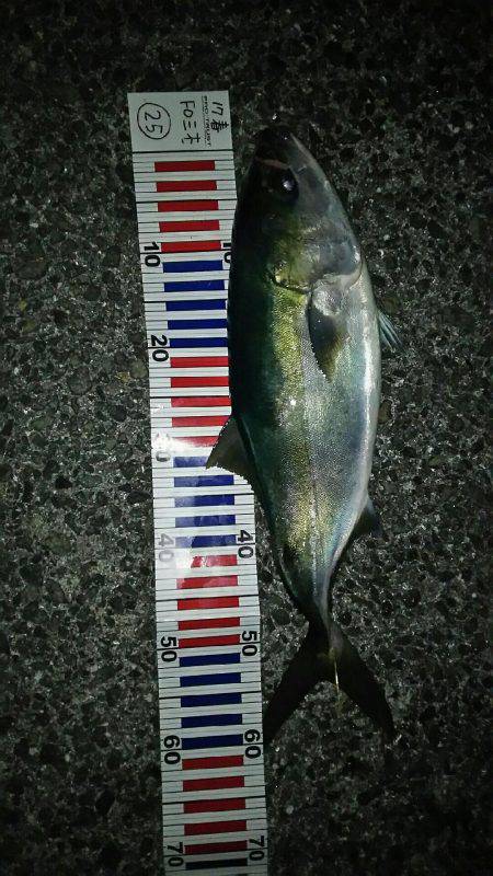 春のメバル祭り開催！