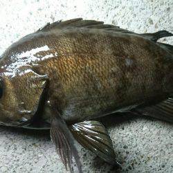 須磨海岸メバリング