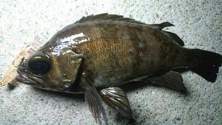 須磨海岸メバリング