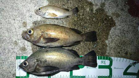 月が出るまでが勝負でした。