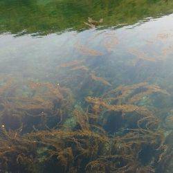 ナイト〜朝マズメエギング