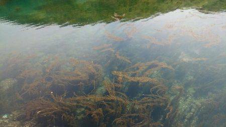 ナイト〜朝マズメエギング