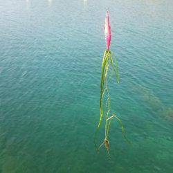 春らしいエギング