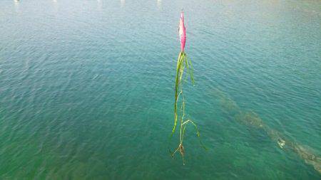 春らしいエギング