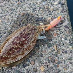 メンバー自作のササミパワー