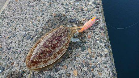 メンバー自作のササミパワー