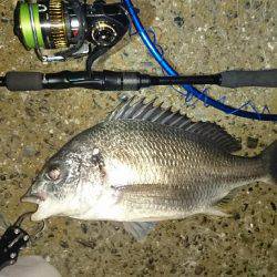 連夜のキビレゲーム