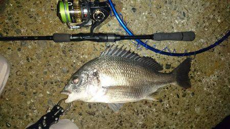 連夜のキビレゲーム