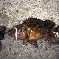 メバル プラグとフロート