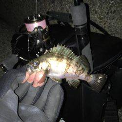 アイナメングからのメバリング