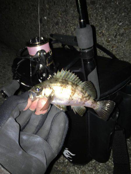 アイナメングからのメバリング