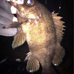 爆風メバリング