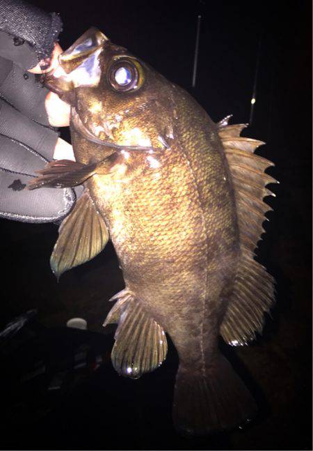 爆風メバリング